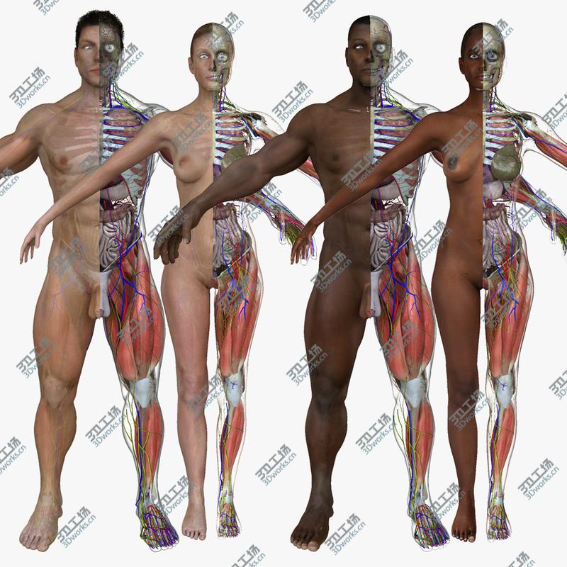 images/goods_img/20210113/3D Ultimate Rigged Anatomy Combo(1)/1.jpg